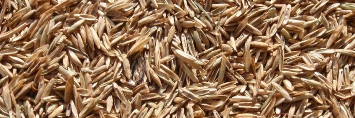 Ryegrass seed